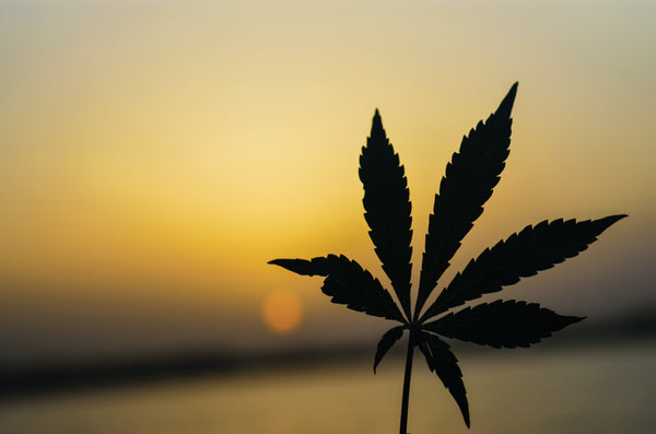 Small hemp leaf with a sundown background